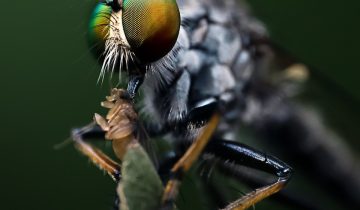 Mengapa Robber Fly Menjadi “Supermodel” di Dunia Fotografi Makro?