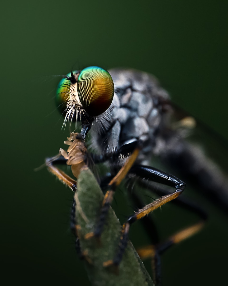 a close up of a fly on a leaf